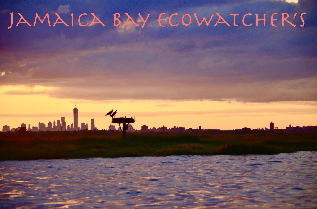 Jamaica Bay Ecowatchers